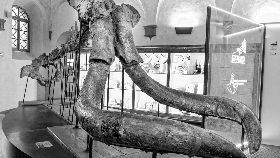 RIAPRE IL MUSEO PALEONTOLOGICO DELL’ACCADEMIA VALDARNESE DEL POGGIO